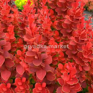 Барбарис тунберга Саммер Сансет C 3 20-30 3