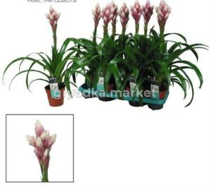 Гузмания Кенди С13 Н55