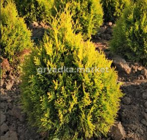 Скриншот 19-11-2024 102409