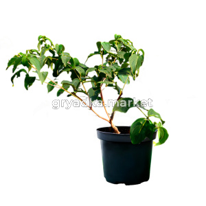 Дерен коуза Милки Вэй C5 2