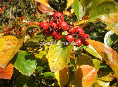 Боярышник сливолистный с2