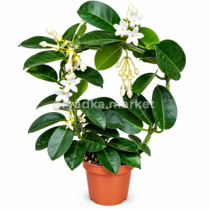 218631