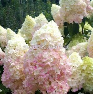 Гортензия метельчатая Сильвер Доллар (С3)