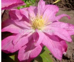 Клематис крупноцветковый Асао C2 (ПДИ)