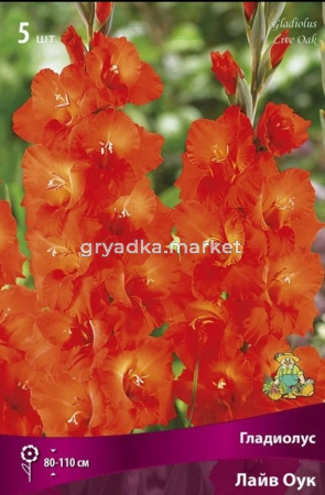 Гладиолус крупноцветковый  Лайв Оук (цвет медно-оранжевый со светлеющим горлом, 5шт, 12-14)