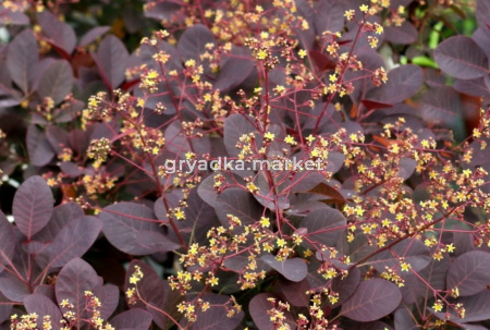 Скумпия кожевенная Роял Перпл v2 Lav