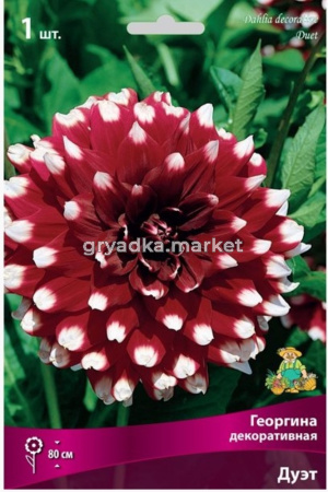 Георгина Дуэт 1шт