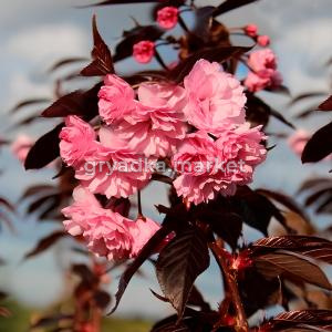 Вишня мелкопильчатая Роял Бургунди C12