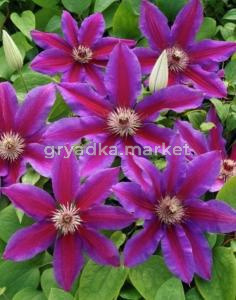 Клематис крупноцветковый Акаиши C2 (ПДИ)