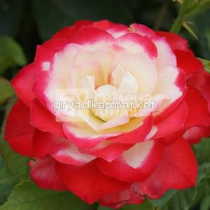 Роза Дабл Делайт 1шт