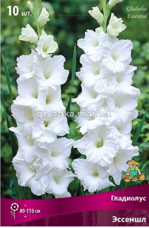 Гладиолус Эссеншл (белоснежный, 10шт, 10-12)