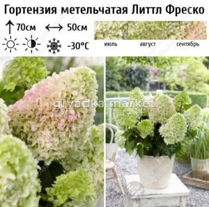 Гортензия метельчатая Литтл Фреско С5 ГлХ