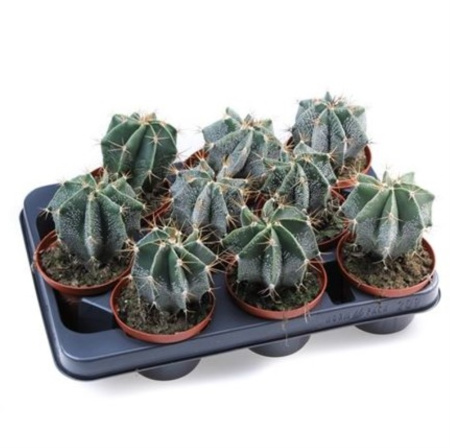 Астрофитум Орнатум С10,5 Н15 Астрофитум Орнатум С10,5 Н15