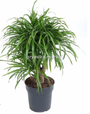 Drac Anita Variegata Branched