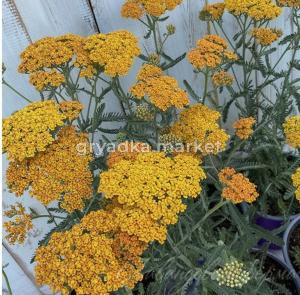 Тысячелистник 