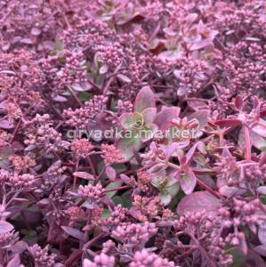 Скриншот 28-11-2023 135755