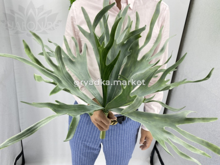 Зелень куст 844