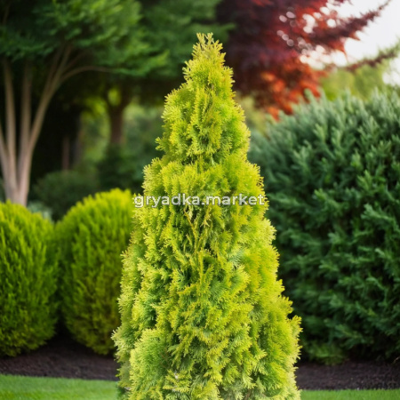 Туя западная Голден Смарагд 100-120 cm RB C15 1