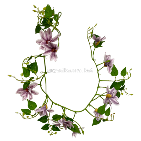 клематисфиол