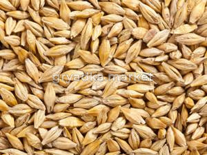 Ячмень 25кг -ПОДХОДИТ ДЛЯ ОСЕННЕНЕГО ПОСЕВА-зеленое удобрение, ценная кормовая культура