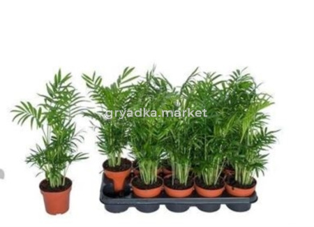 Хамедорея Элеганс С12 Н45