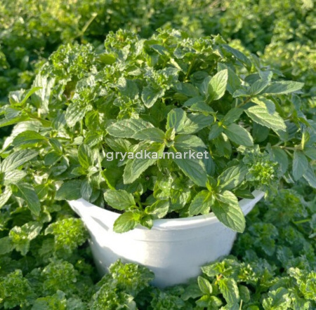 Мята кудрявая 