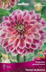 Георгина декоративная Темпл ов Бьюти