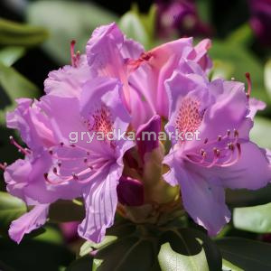 Рододендрон Катевбинский Грандифлорум C 10 40-50 1