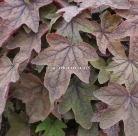 Гейхера гибридная Арт Деко С2 (Питомник Малахит)