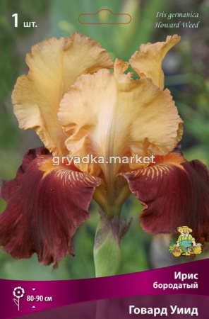 Ирис бородатый Говард Уиид (верхние доли желто-абрикосовые, нижние - малиново-красные, 1шт, h85см)