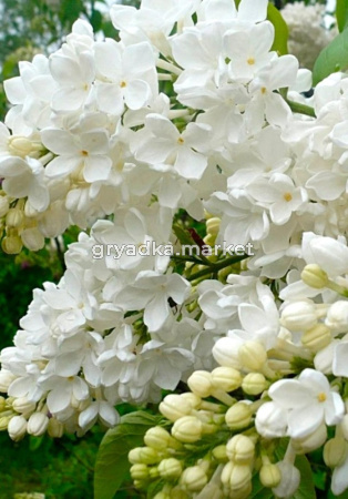 Сирень обыкновенная Агидель с3 (Никитенко)