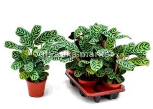 Ктенанта Бурле-Марксии, (D-12)