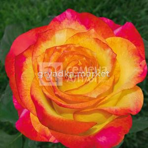 Роза Лето 1шт чайно-гибридная (Сем Алт)