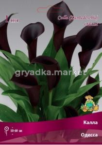 Калла Одесса 1шт 14-16