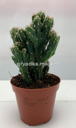 Цереус Перуанский Монстросус С8,5 Н9