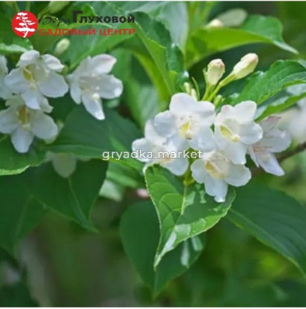 Вейгела цветущая Сноуфлейк С3 СП (цветы колокольчатые розовые, с красноватым оттенком)