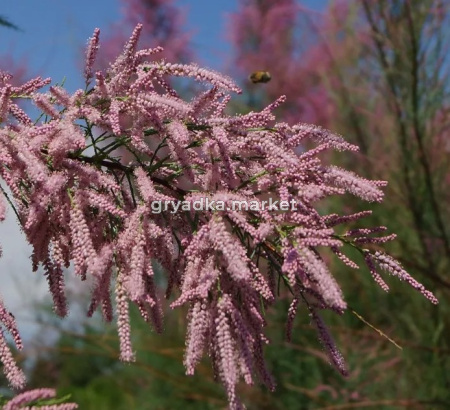 Скриншот 21-04-2026 112526