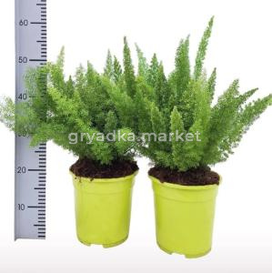 Аспарагус Мейера густоцветковый С21 H50