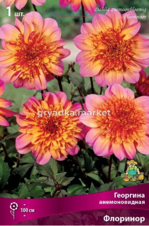 Георгина анемоновидная Флоринор (невероятно эффектный цветок с красно-оранжевым центром, 1шт, I)