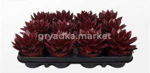 Эхеверия Агавоидес Красная Бордо С8,5 Н12,5