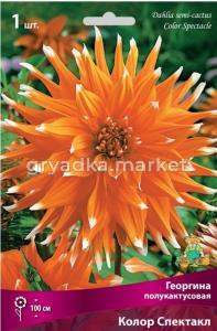 Георгина полукактусовая Колор Спектакл (оранжевый с белыми кончиками, 1шт, I)