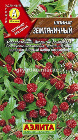 Шпинат Земляничный Аэлита