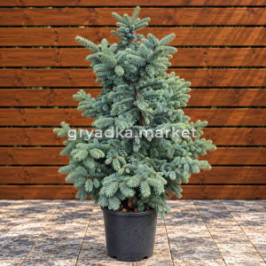 Ель колючая Хупси С20 Н100-120 (ПМЯ)