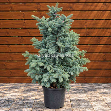 Ель колючая Хупси С20 Н100-120 (ПМЯ)