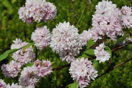 Дейция гибридная Пинк Пом-Пом (соцветия белые, махровые)