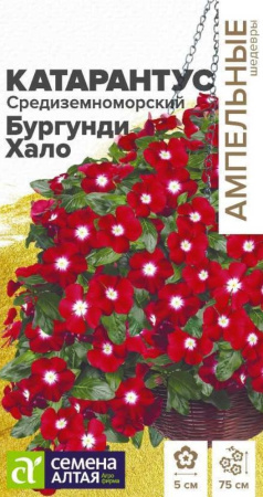 Катарантус Средиземноморский Бургунди Хало 7шт 75см (Сем Алт)