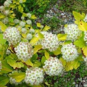 Пузыреплодник калинолистный Дартс Голд (Сем Алт) (цветы белые или слегка розоватые)