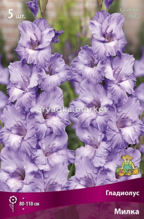 Гладиолус крупноцветковый Милка 5шт (нежно-сиренево-голубой, 12-14)