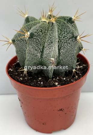 Астрофитум Орнатум С8,5 Н13