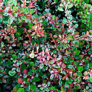 Барбарис тунберга Наташа C 3 20-30 1